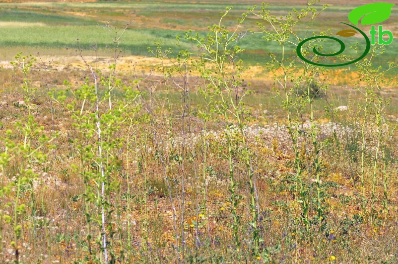 Gazipaşa