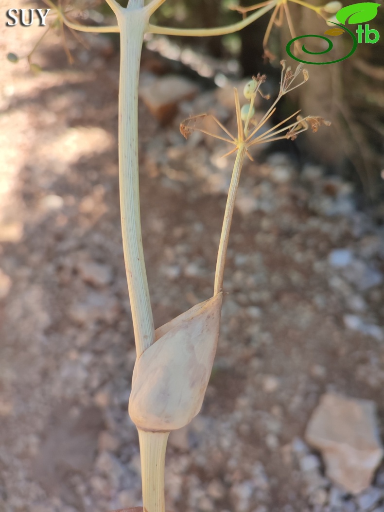 Akseki- Antalya