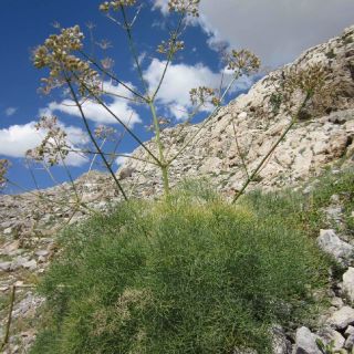Tunceli