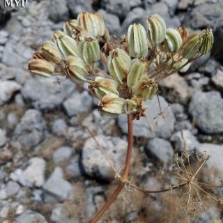 Tunceli