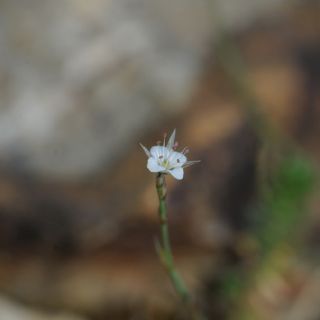 Muğla