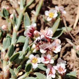 Gündoğmuş-Antalya