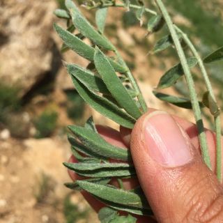 Tunceli
