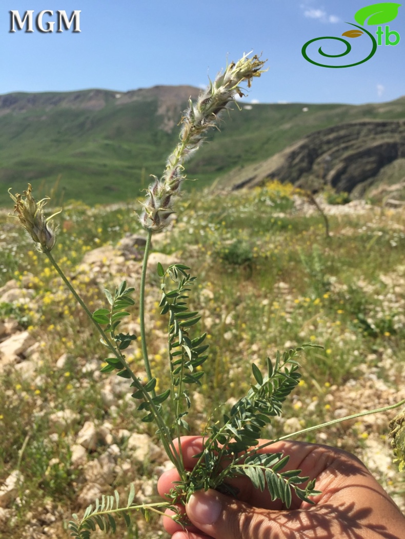 Tunceli