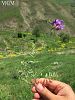 Tunceli