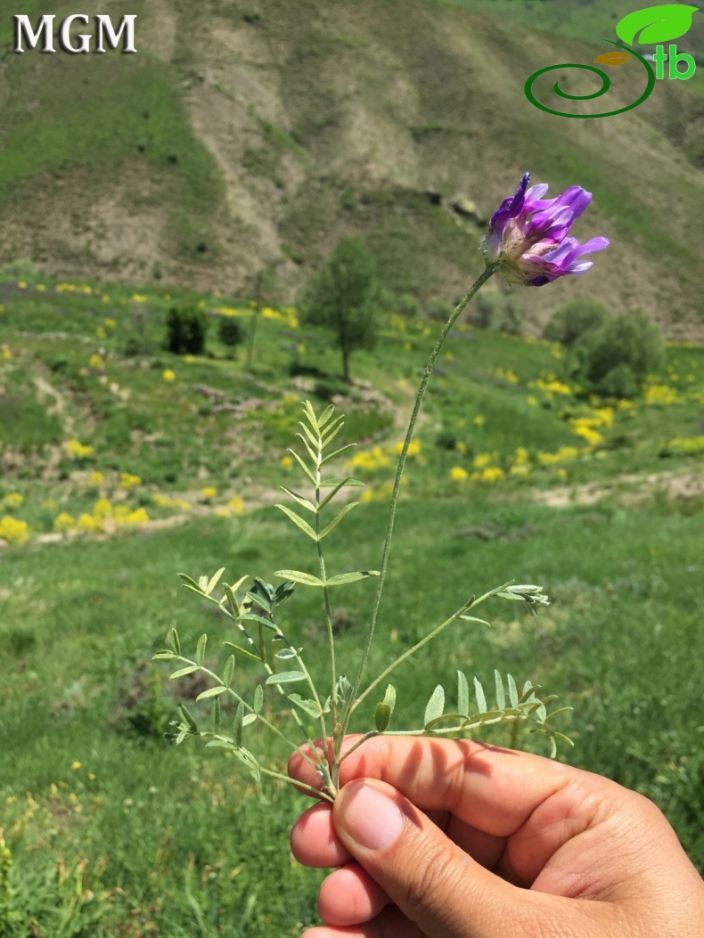 Tunceli