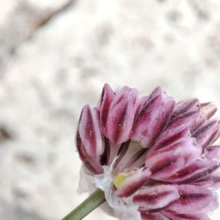 Akseki