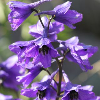 var. buschianum- Ardahan