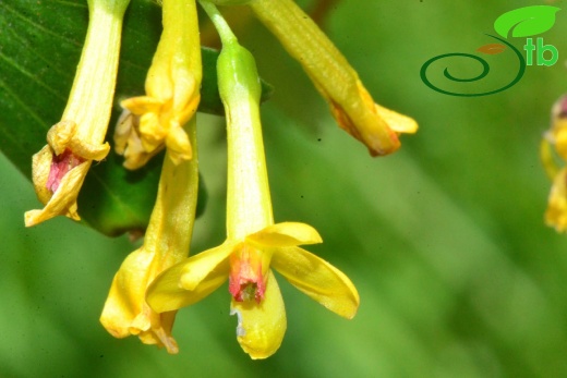Ribes aureumAGAvanos5
