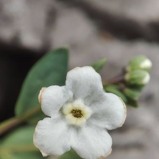 Akseki