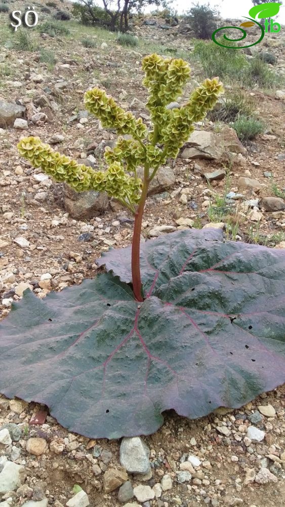 Adıyaman