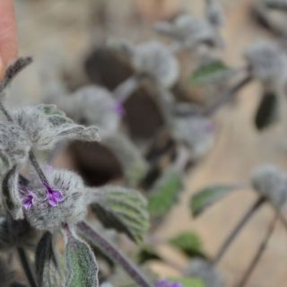 Hakkari