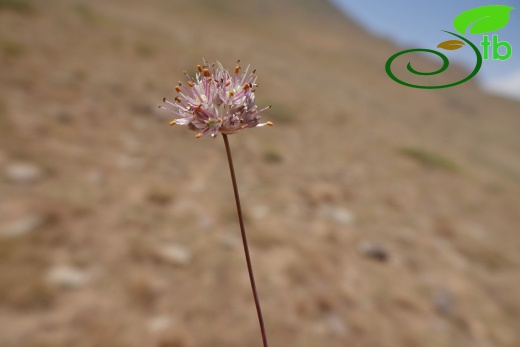 Hakkari