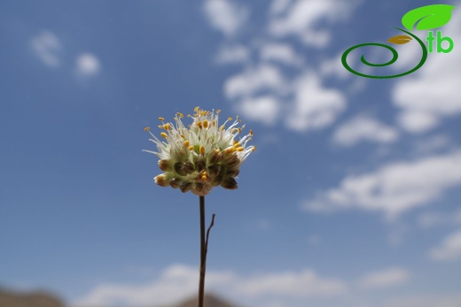 Hakkari