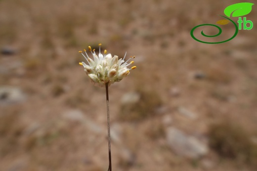 Hakkari