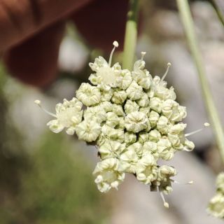 Akseki