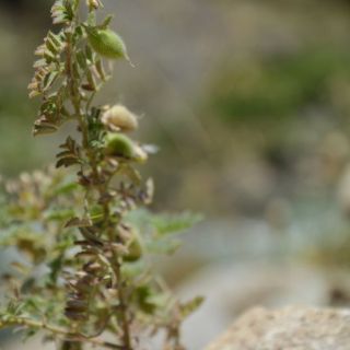 Hakkari
