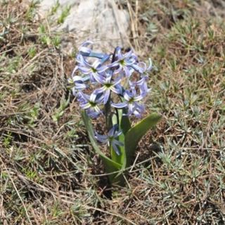 subsp. chionophilus-Malatya