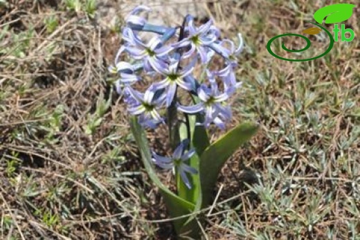 var. chionophilus-Malatya