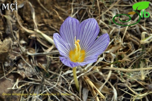 subsp. cappadocicus-Kayseri