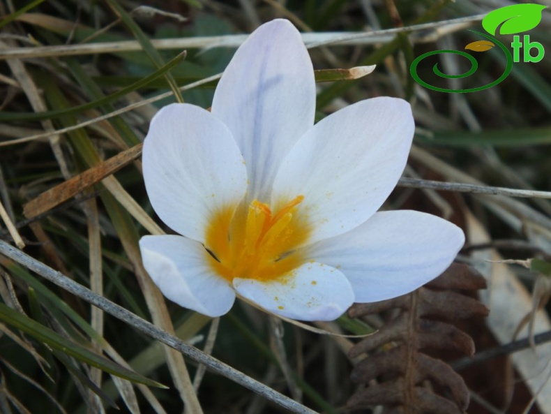 Niksar
