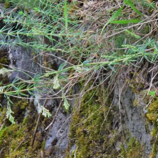 subsp. pontica-Trabzon