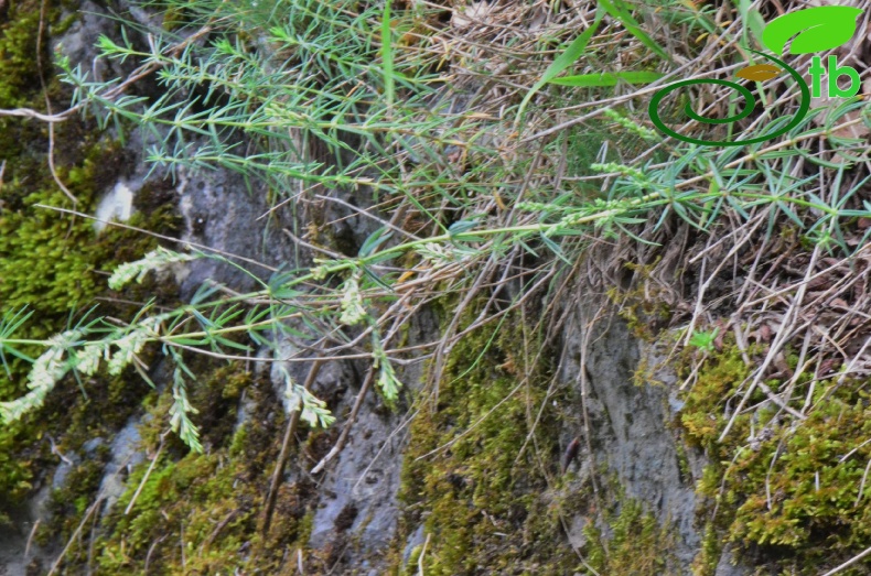 subsp. pontica-Trabzon