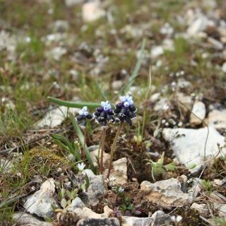 Akçadağ-Malatya