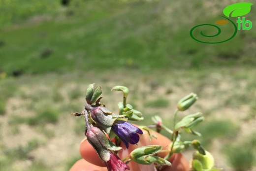 Tunceli