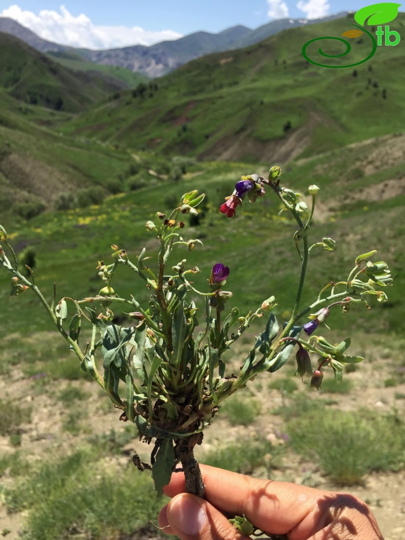 Tunceli