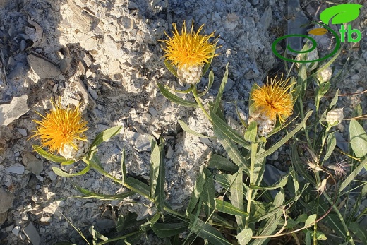 Hakkari