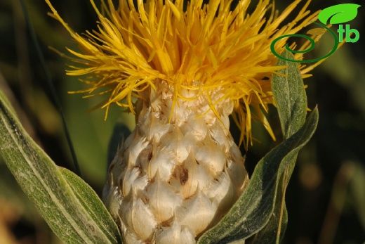 Hakkari