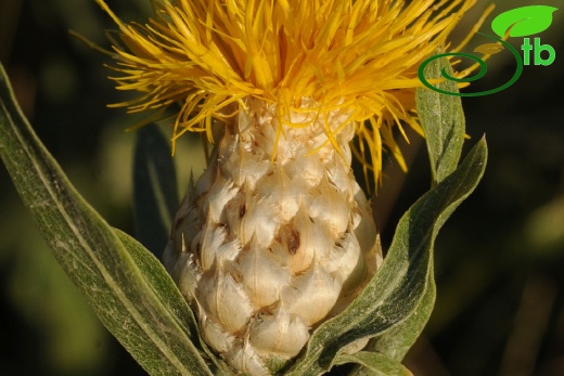 Hakkari