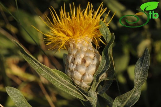 Hakkari