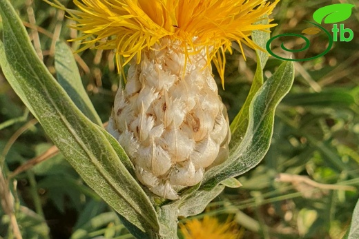 Hakkari