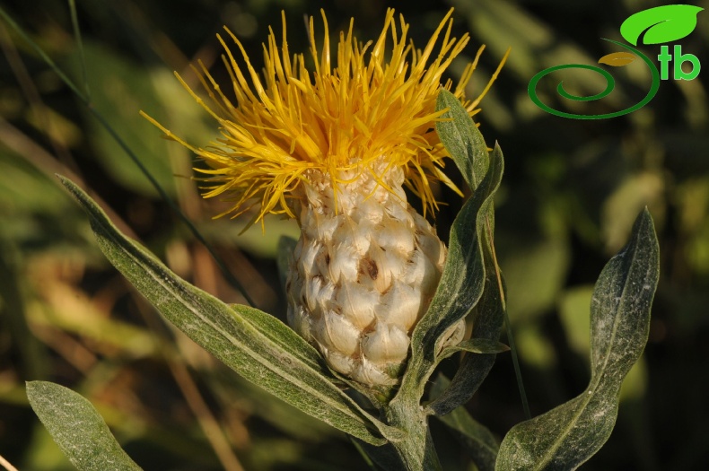 Hakkari