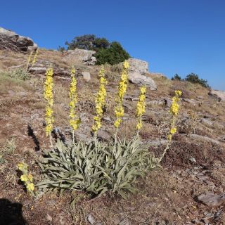 Karaman