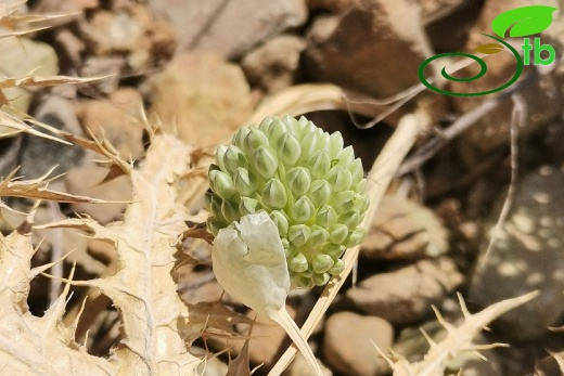 Elazığ