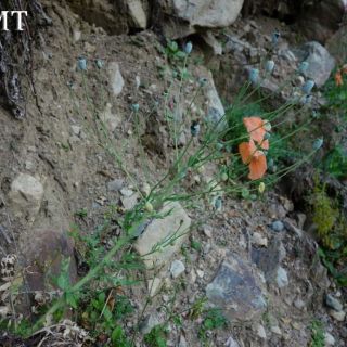 Artvin