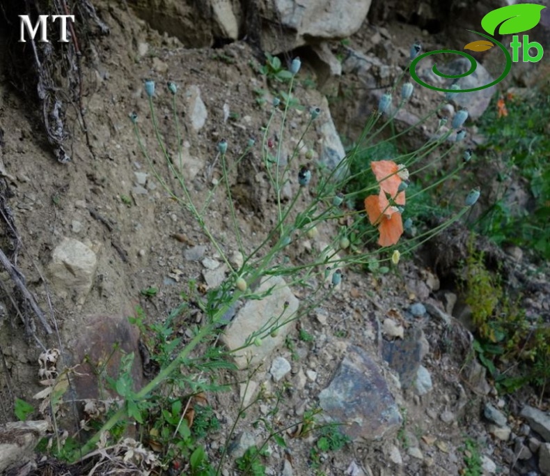 Artvin