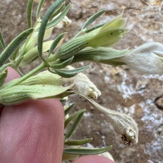 var. multicaule- Hakkari