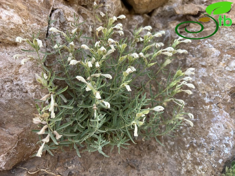 var. multicaule- Hakkari