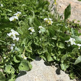 subsp. graellsiformis- Hakkari