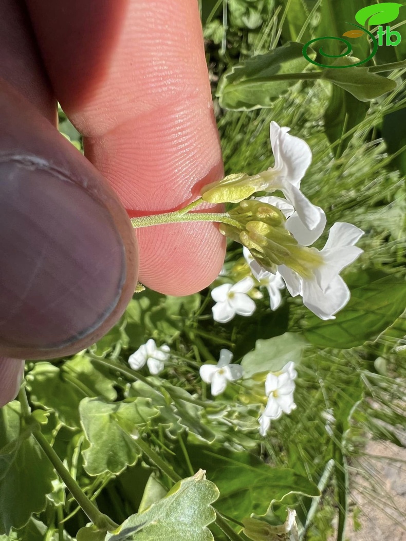 subsp. graellsiformis- Hakkari