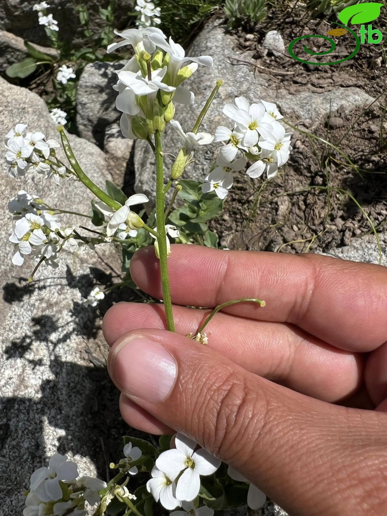 subsp. graellsiformis- Hakkari