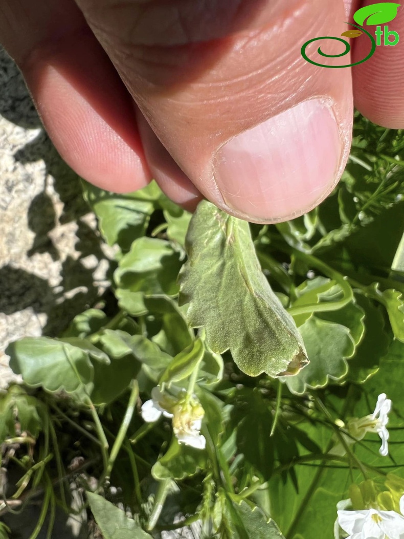 subsp. graellsiformis- Hakkari