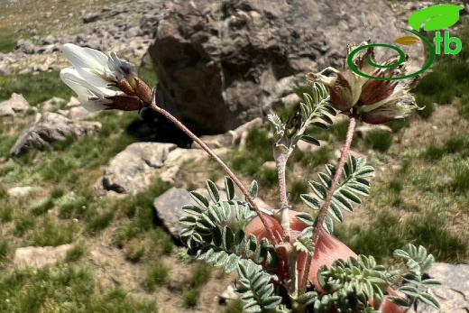 Hakkari