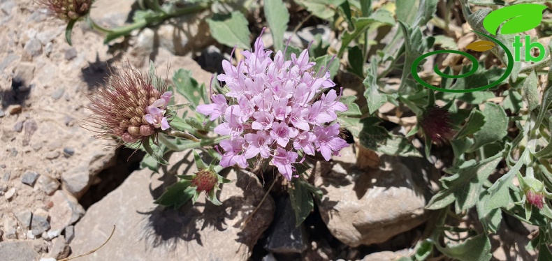 Hakkari