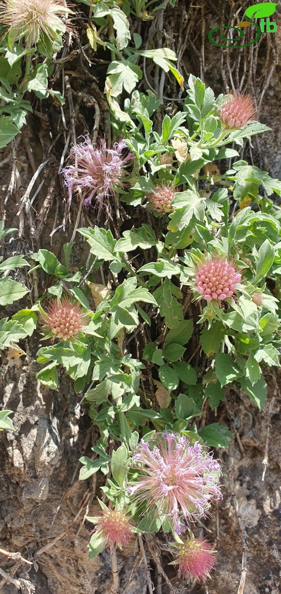 Hakkari