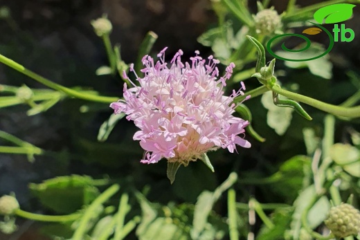 var. kurdicus- Hakkari